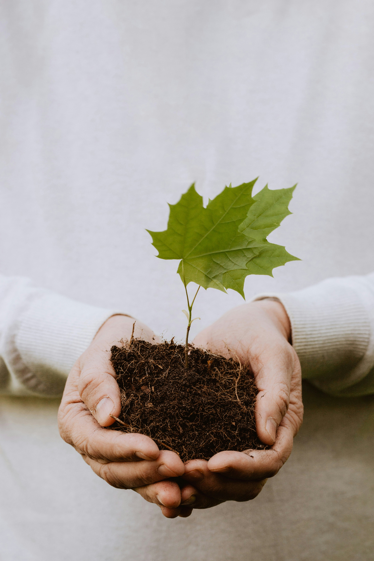 Hands gently cradling a young seedling in soil — a symbol of nurtured, God-given healing.